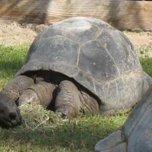 ALDABRA BREEDER