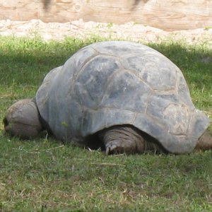 ALDABRA BREEDER