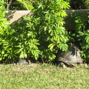 ALDABRA BREEDER