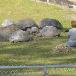 ALDABRA BREEDER