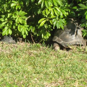 ALDABRA BREEDER