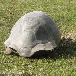 ALDABRA BREEDER
