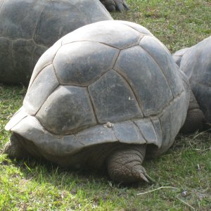 ALDABRA BREEDER