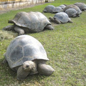 ALDABRA BREEDER