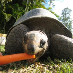 ALDABRA BREEDER