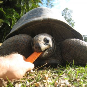 ALDABRA BREEDER