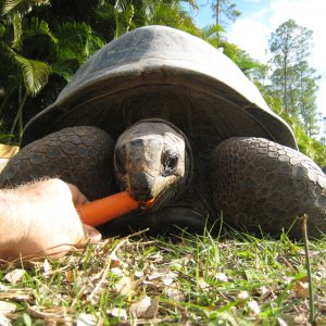ALDABRA BREEDER