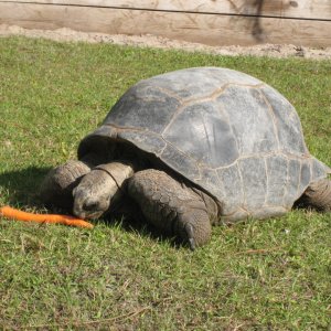 ALDABRA BREEDER