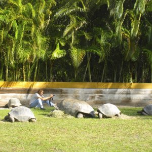ALDABRA BREEDER