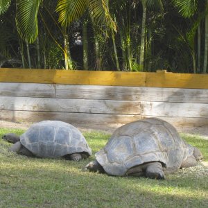 ALDABRA BREEDER