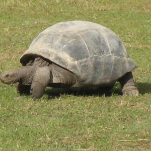 ALDABRA BREEDER