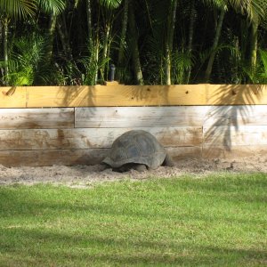 ALDABRA BREEDER