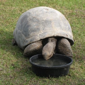 ALDABRA BREEDER