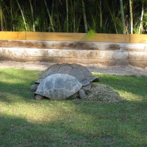 ALDABRA BREEDER
