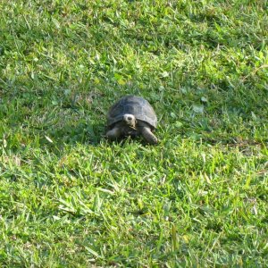 ALDABRA BREEDER
