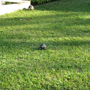 ALDABRA BREEDER