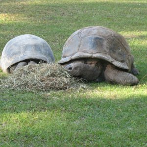 ALDABRA BREEDER