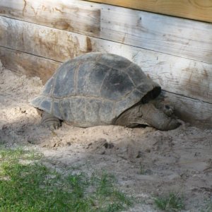 ALDABRA BREEDER