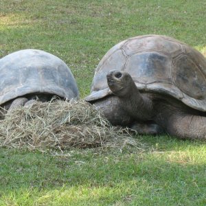 ALDABRA BREEDER
