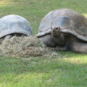ALDABRA BREEDER