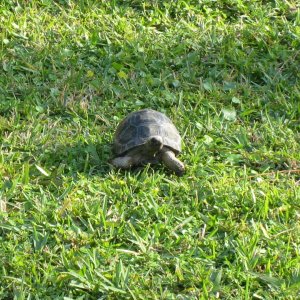 ALDABRA BREEDER