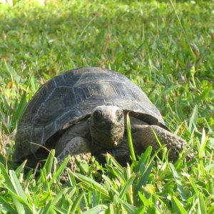ALDABRA BREEDER