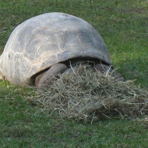 ALDABRA BREEDER