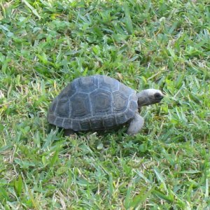 ALDABRA BREEDER