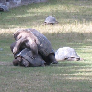 ALDABRA BREEDER