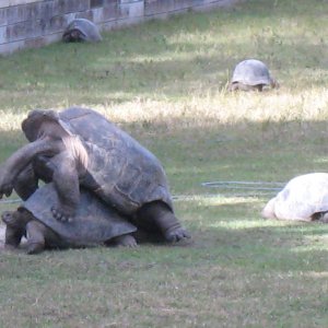 ALDABRA BREEDER