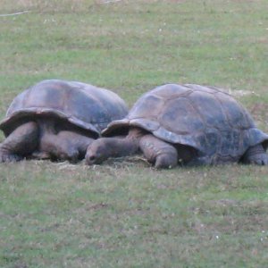 ALDABRA BREEDER