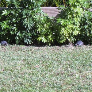 ALDABRA BREEDER