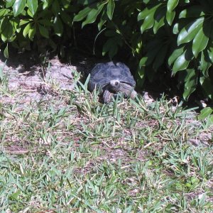 ALDABRA BREEDER