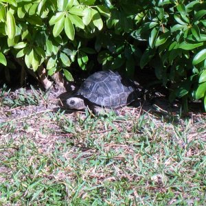 ALDABRA BREEDER