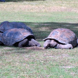 ALDABRA BREEDER