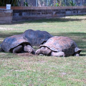 ALDABRA BREEDER