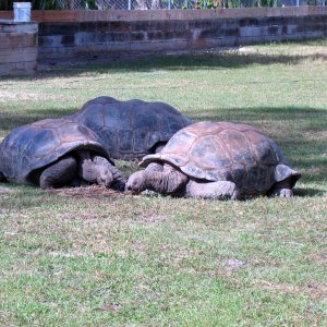 ALDABRA BREEDER