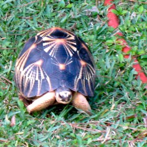ALDABRA BREEDER