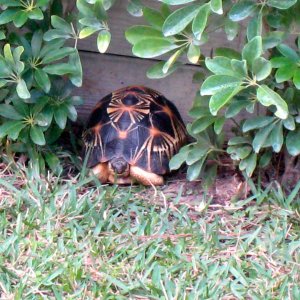 ALDABRA BREEDER