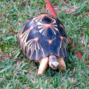 ALDABRA BREEDER