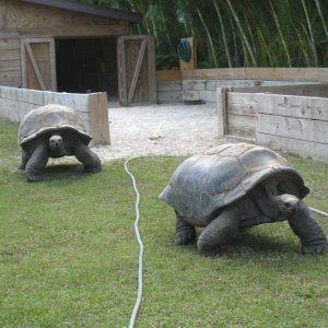 ALDABRA BREEDER