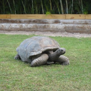 ALDABRA BREEDER
