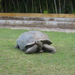 ALDABRA BREEDER