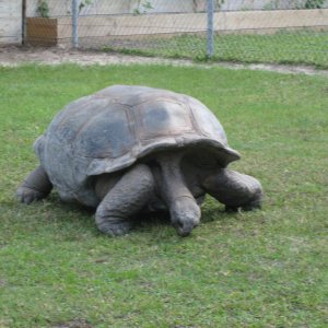 ALDABRA BREEDER
