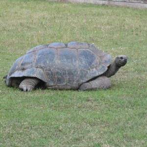 ALDABRA BREEDER