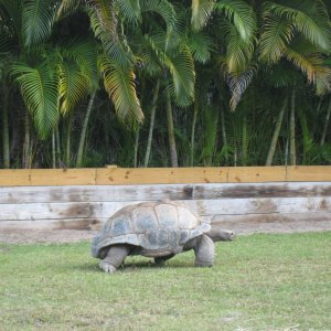 ALDABRA BREEDER