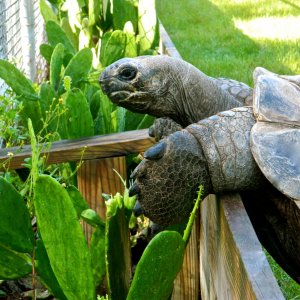 ALDABRA BREEDER