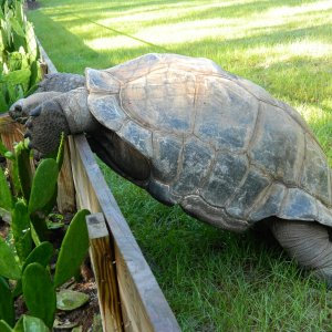 ALDABRA BREEDER