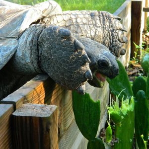 ALDABRA BREEDER