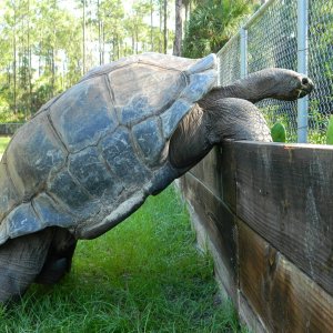 ALDABRA BREEDER